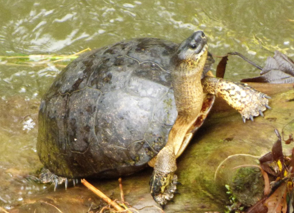 Black River Turtle