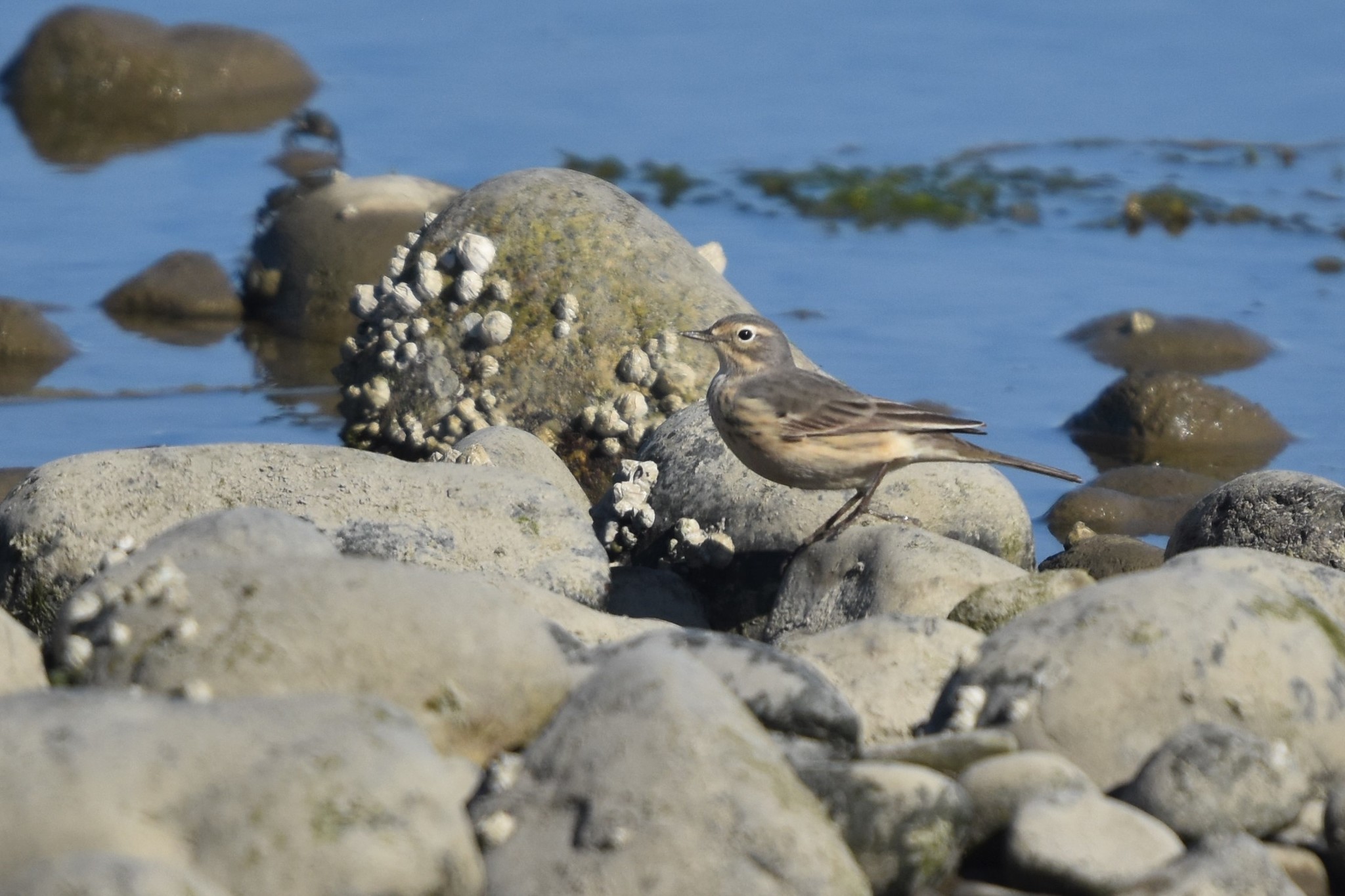 American Pipit