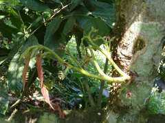 Moniliophthora perniciosa