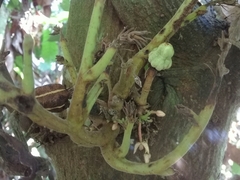 Moniliophthora perniciosa