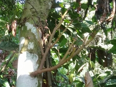 Moniliophthora perniciosa