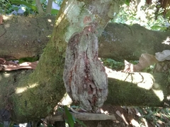 Moniliophthora perniciosa