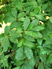 Quercus castaneifolia