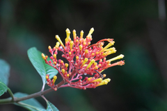 Cinchonoideae