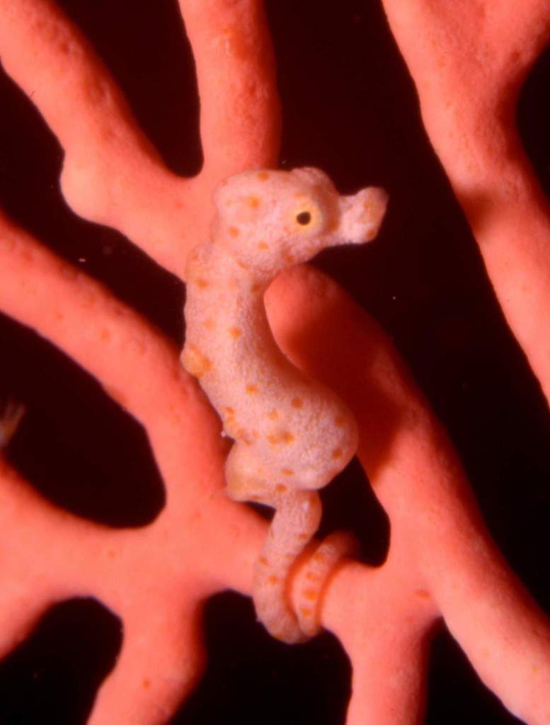 Denise's Pygmy Seahorse