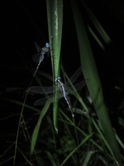Odonata