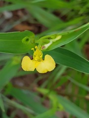 Commelina africana barberae