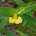 Smooth Yellow Dayflower - Photo (c) Richard Gill, some rights reserved (CC BY-NC), uploaded by Richard Gill