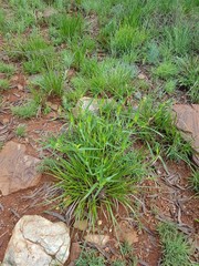 Commelina africana barberae