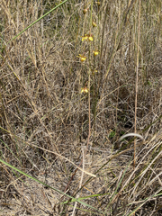 Eulophia reticulata image