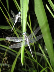 Odonata