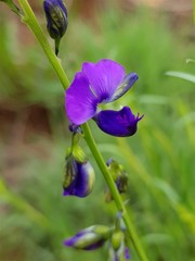 Polygala uncinata