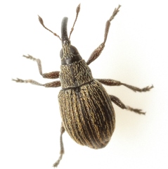 Coelocephalapion aculeatum