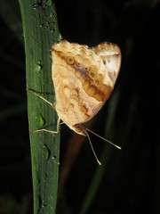 Junonia oenone oenone