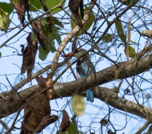 Mangrove Kingfisher (Halcyon senegaloides), photo 4