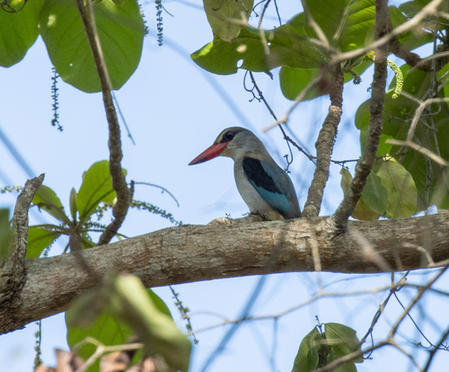 Mangrove Kingfisher (Halcyon senegaloides), photo 3