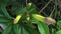 Amphilophium scabriusculum