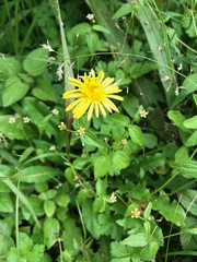 Asteraceae