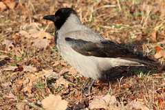 Corvus cornix