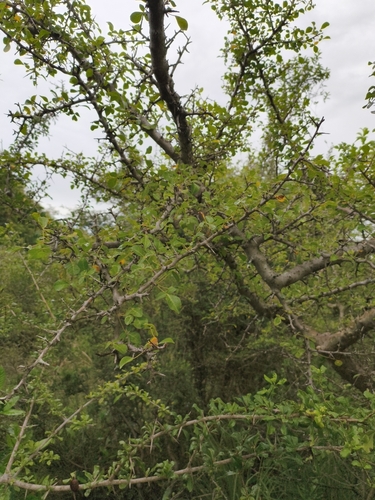 Commiphora berryi Wight ex Beddome 3