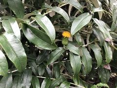 Lycoseris mexicana