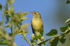 Leiothlypis celata lutescens