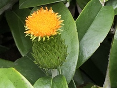 Lycoseris mexicana