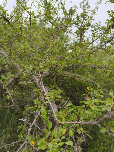 Commiphora berryi Wight ex Beddome 4
