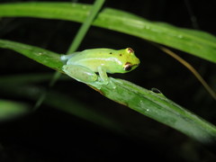 Hyperolius pusillus
