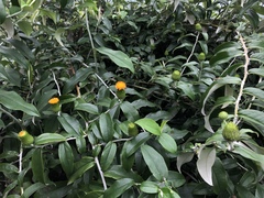 Lycoseris mexicana
