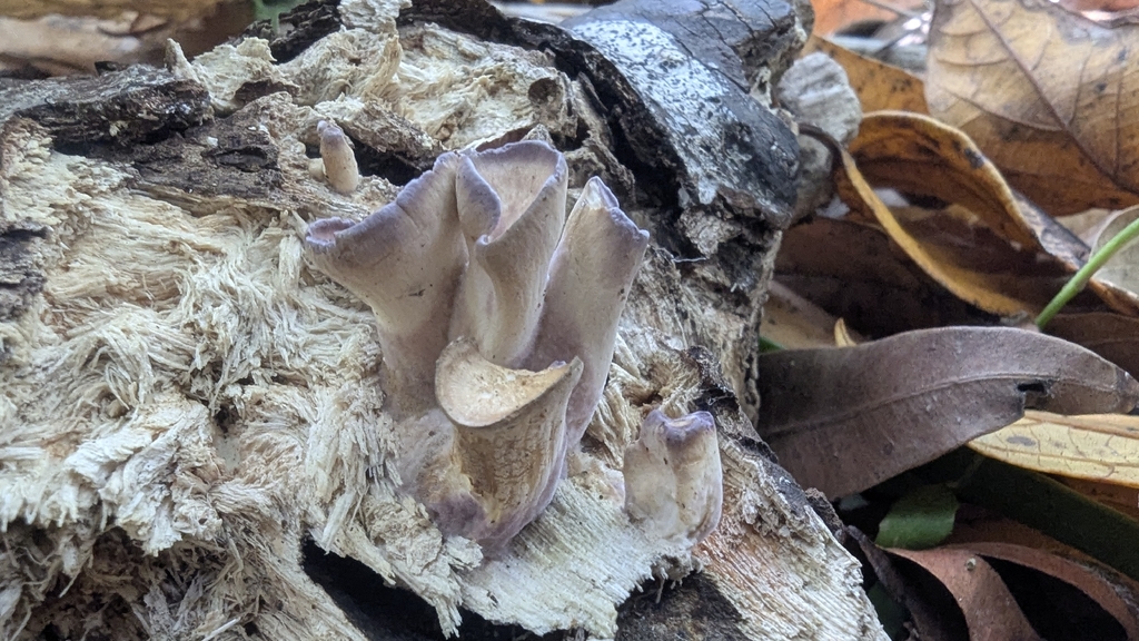 Cymatoderma elegans · October 2025 · photo: © a_teitzel (iNaturalist, cc-by)