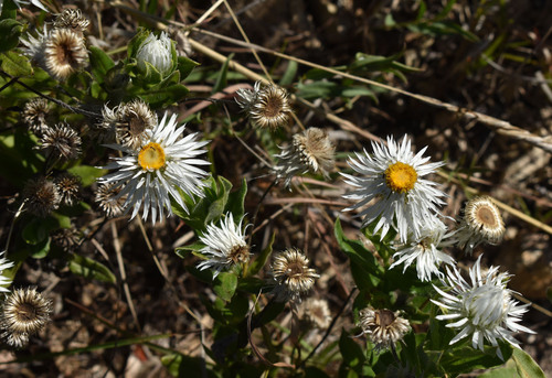 Helichrysum lanuginosum, 2025-08-04