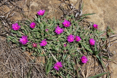 Delosperma lavisiae