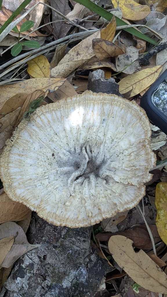 Cymatoderma elegans · October 2025 · photo: © a_teitzel (iNaturalist, cc-by)