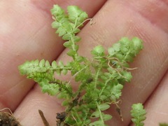 Selaginella apoda