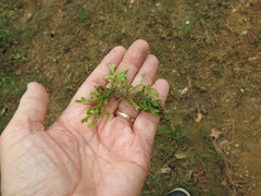 Selaginella apoda