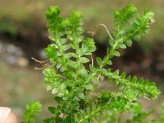 Selaginella apoda