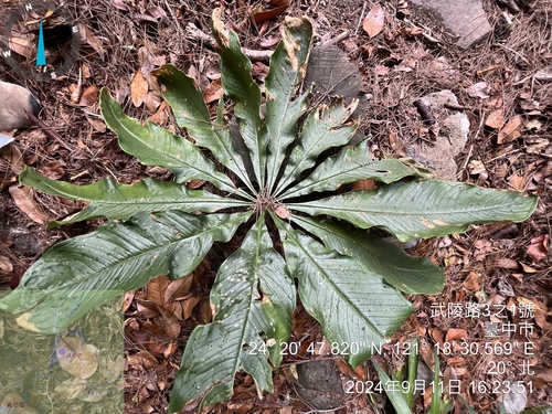 Taiwan Cobra Lily (Arisaema taiwanense)