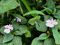 Impatiens