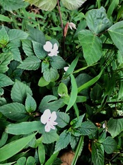 Impatiens