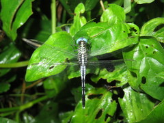 Odonata