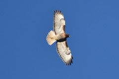 Buteo jamaicensis