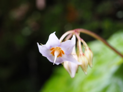 Conandron ramondioides, photograph 6