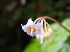 Conandron ramondioides, photograph author not stated, no rights reserved