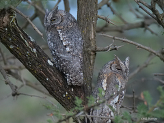 Otus senegalensis