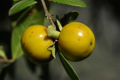 Diospyros oaxacana