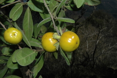 Diospyros oaxacana