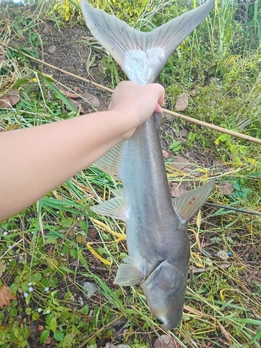 Mekong Giant Catfish