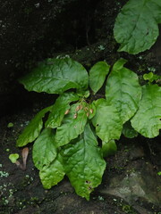 Conandron ramondioides, photograph author not stated, no rights reserved