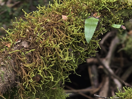 Papillaria flavolimbata observed 2025-10-19